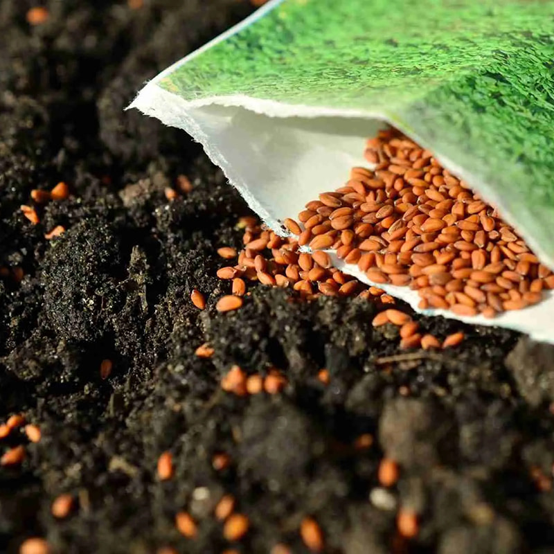 Dybfryser til frø og svamp